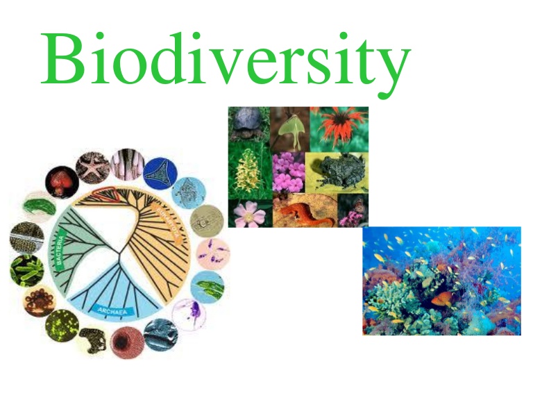 evs project biodiversity pdf